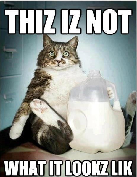 funny photo captions cat caught drinking milk