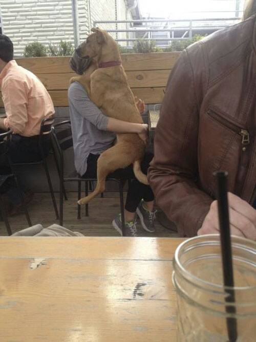 lifes_tough_get_a_dog_50_photos23