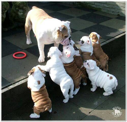 lifes_tough_get_a_dog_50_photos37