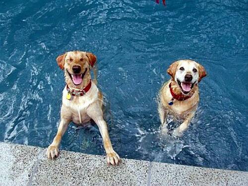 lifes_tough_get_a_dog_50_photos46