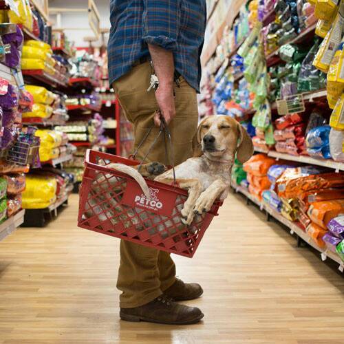 lifes_tough_get_a_dog_50_photos9