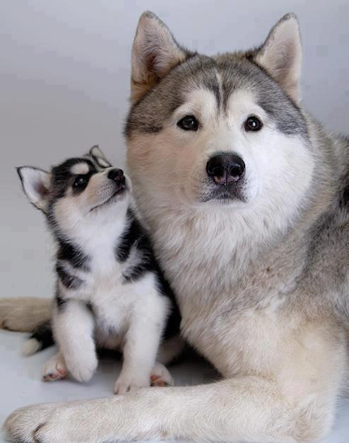 mother husky and pup