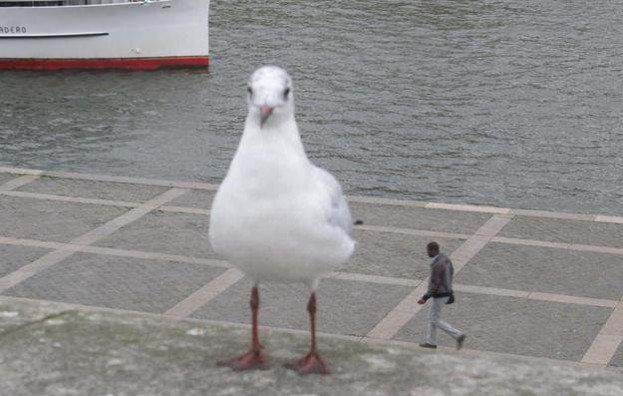 photos mess with mind big seagull little human