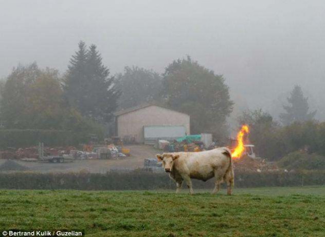 photos mess with mind cow farts fire