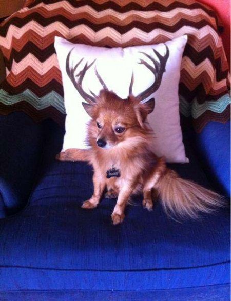 photos mess with mind dog with antlers