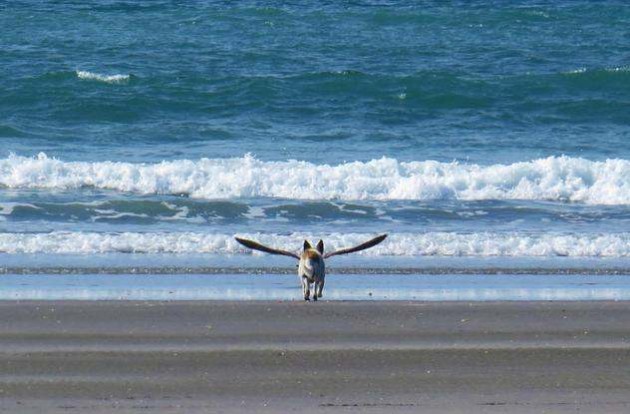 photos mess with mind dog with wings