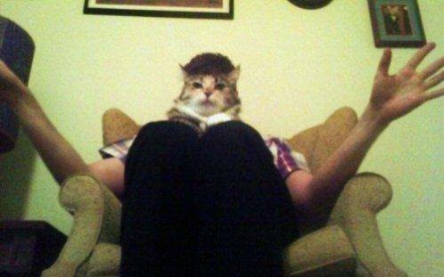 photos mess with mind kitty head