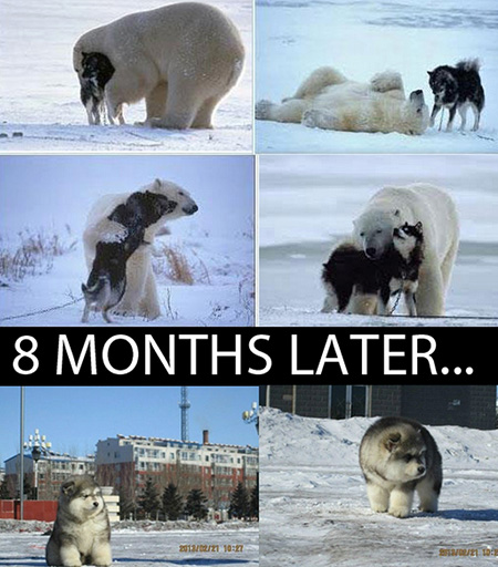 polar bear husky baby