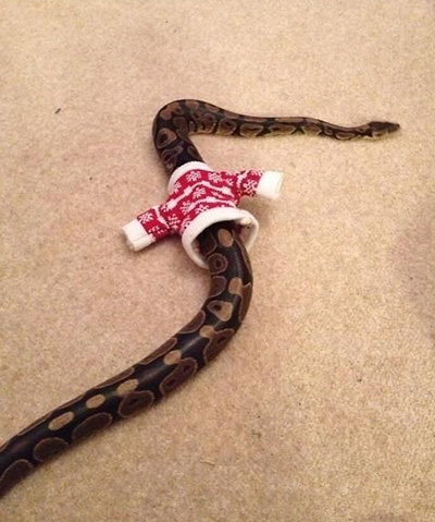 snake in santa jacket