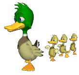 baby ducks following big duck animated