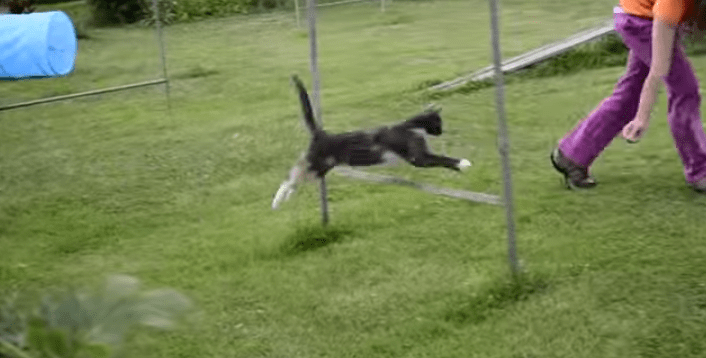 A cat trained to run a feline agility&nbsp;course