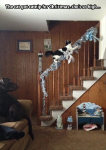 Cat climbing the staircase banister after eating catnip.