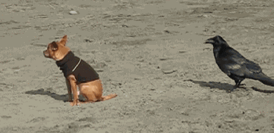 crow_teases_dog_animated_gif