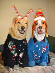 Two adorable dogs dressed up in their ugly Christmas sweaters.