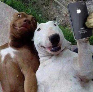 dogs-selfie