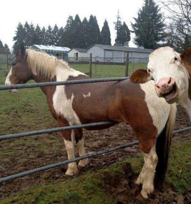 horse-stuck-in-fence-laughed-at-by-cow