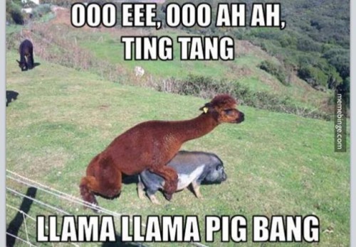 llama llama pig bang