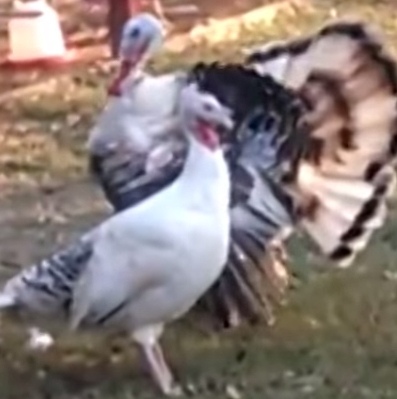 How to rid oneself of an annoying suitor — as told by&nbsp;turkeys
