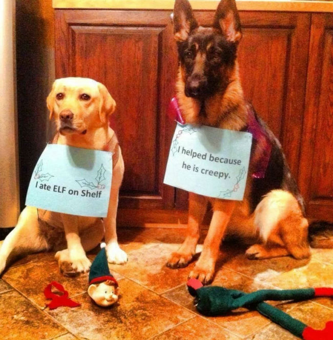 dog-shaming-elf-on-a-shelf