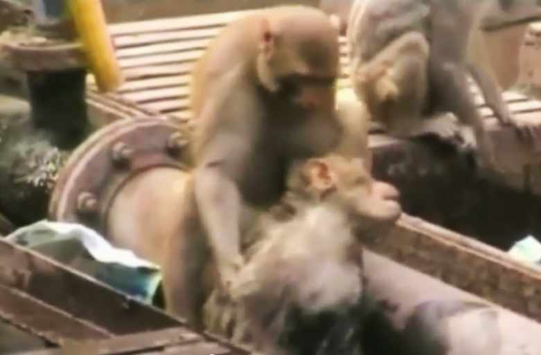 Monkey Saves Life of Another Monkey Electrocuted at Train&nbsp;Station