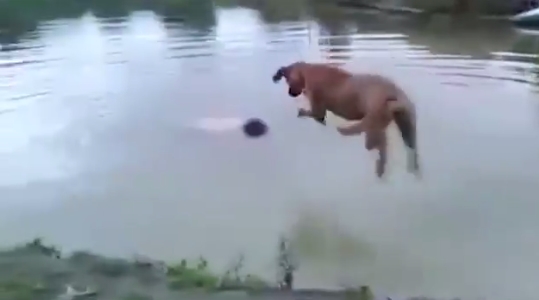 This is why dogs&nbsp;rock….