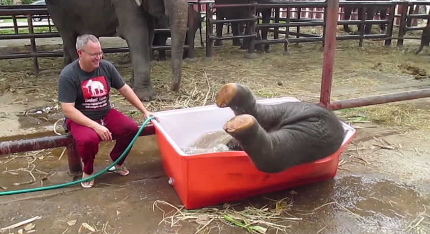 Happiness is… A newborn elephant taking his first&nbsp;bath