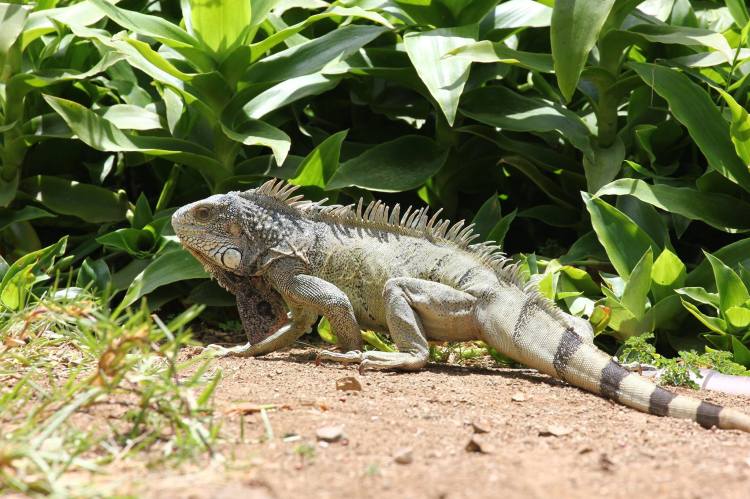 Iguana-battle-curacao-01