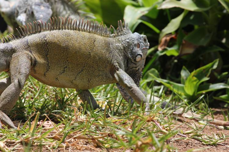 Iguana-battle-curacao-01