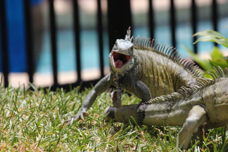 Iguana-battle-curacao-01