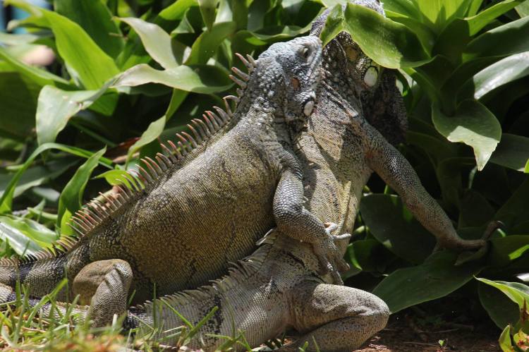 Iguana-battle-curacao-01