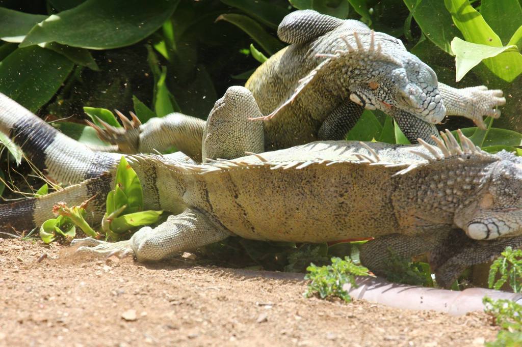 The Battle of the Iguanas.&nbsp;Photos.