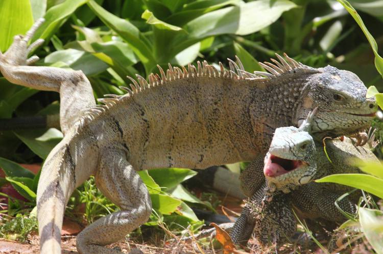 Iguana-battle-curacao-01