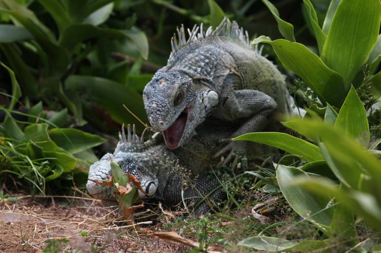 Iguana-battle-curacao-01