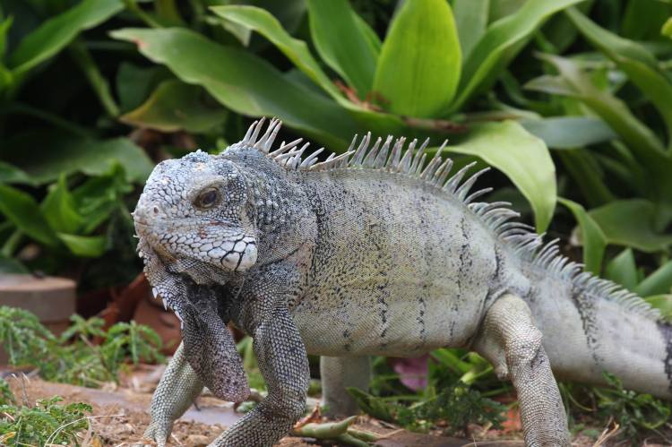 Iguana-battle-curacao-01