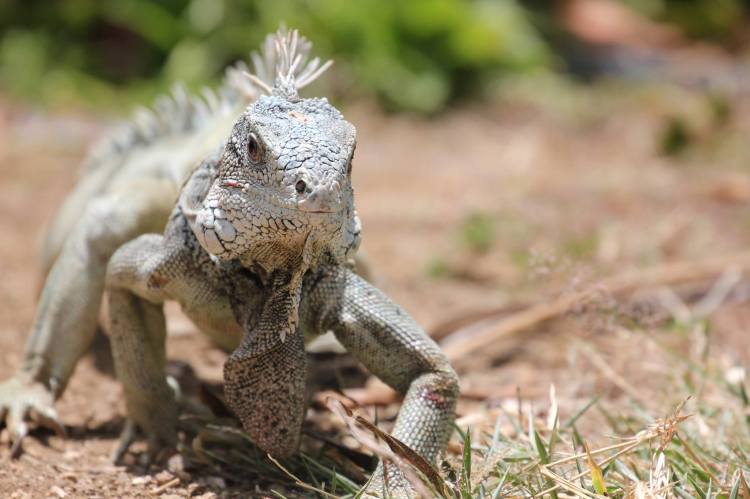 Iguana-battle-curacao-01