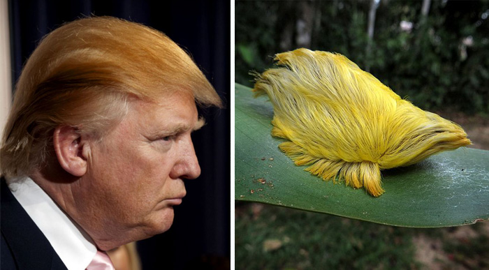 You just cannot get away from Donald Trump’s&nbsp;hair