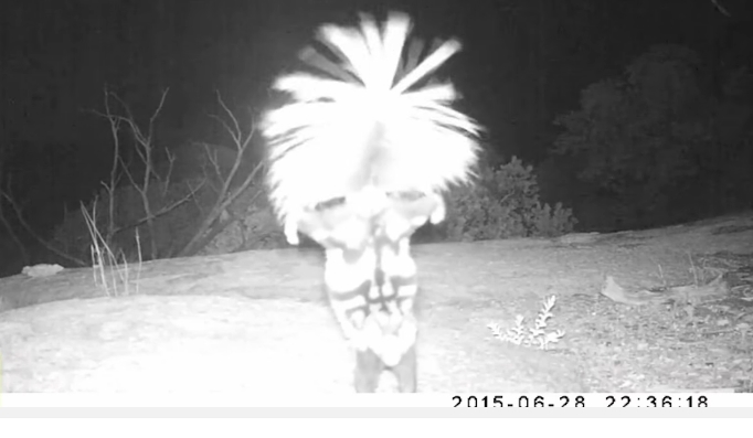Arizona skunk shows off it’s handstand skills, dances in front of a wildlife night&nbsp;camera