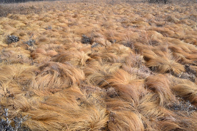 Breaking News! Donald Trump grows his hair on special hair&nbsp;farms
