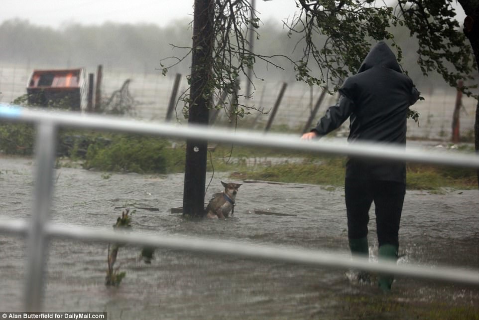 Pets and Animals of Hurricane&nbsp;Harvey