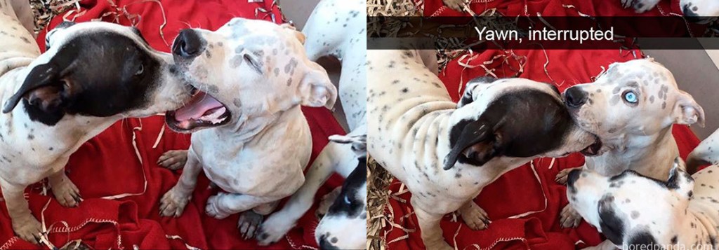 Hilarious dog Snapchat&nbsp;photos