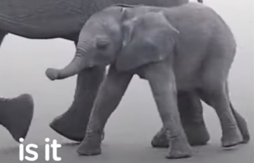 Baby elephants have to learn to use their trunk&nbsp;(Video)