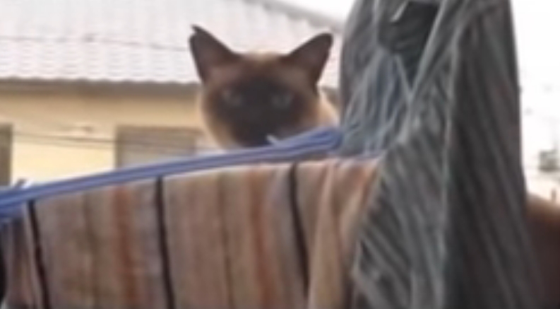 Cat Video FAIL