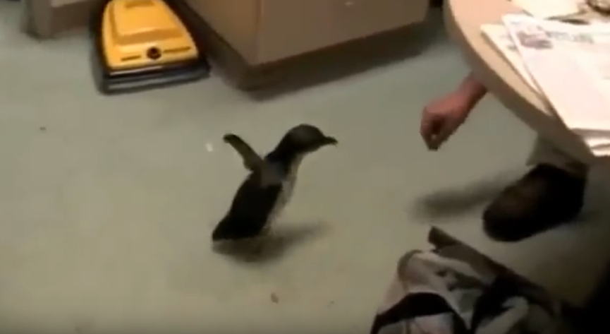 Some penguins are ticklish&nbsp;(Video)