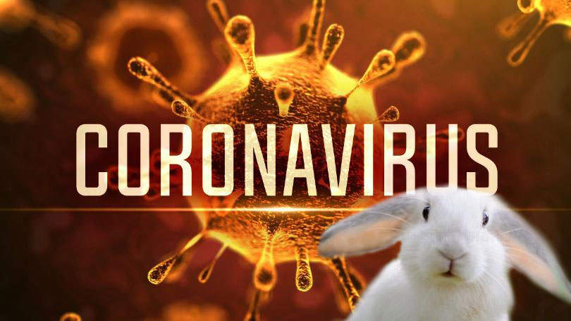 Adventures in COVID-19 – The White&nbsp;Rabbit