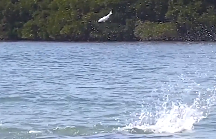 Porpoise’s like to have fun,&nbsp;too