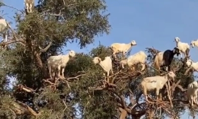 Goats in…. trees?