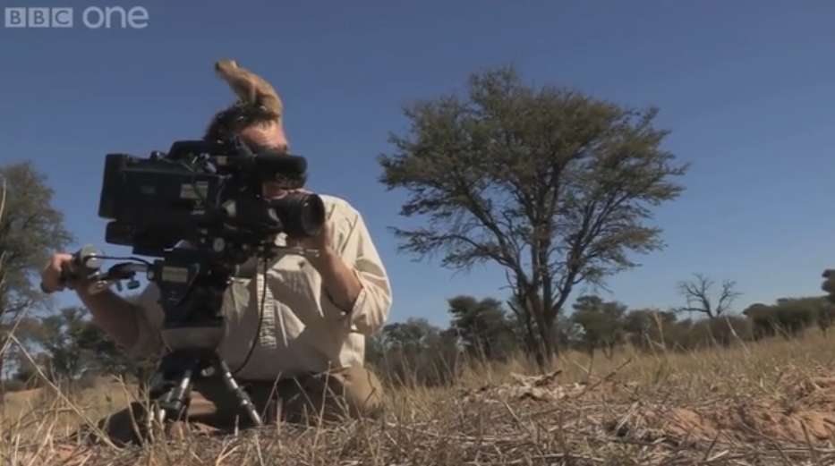 Meerkat uses cameraman for a lookout&nbsp;post