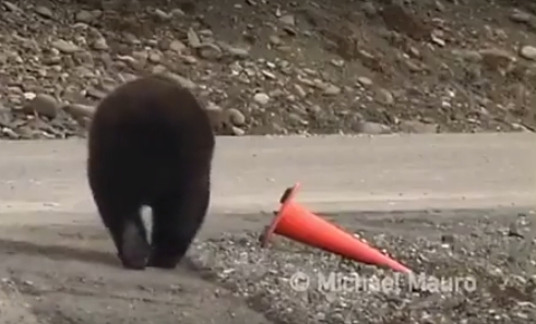 Bear performs a simple civic&nbsp;service